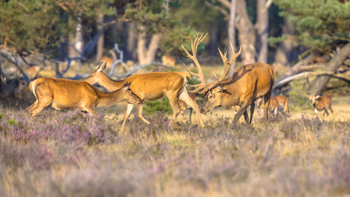 A family of deer grazing in a meadow.